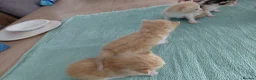 Mixed Breed cats for sale: 3 male and 2 female kittens - Advert 14