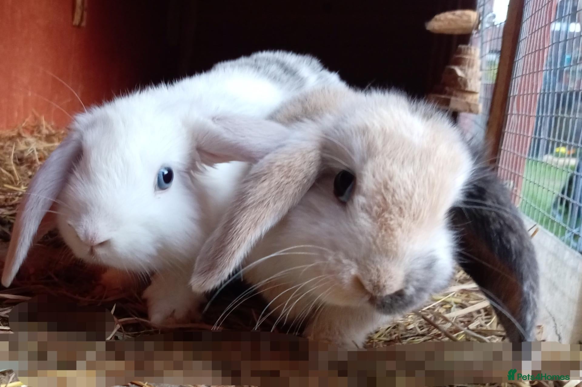 Rex rabbits 2 male baby rabbits  - Advert 6