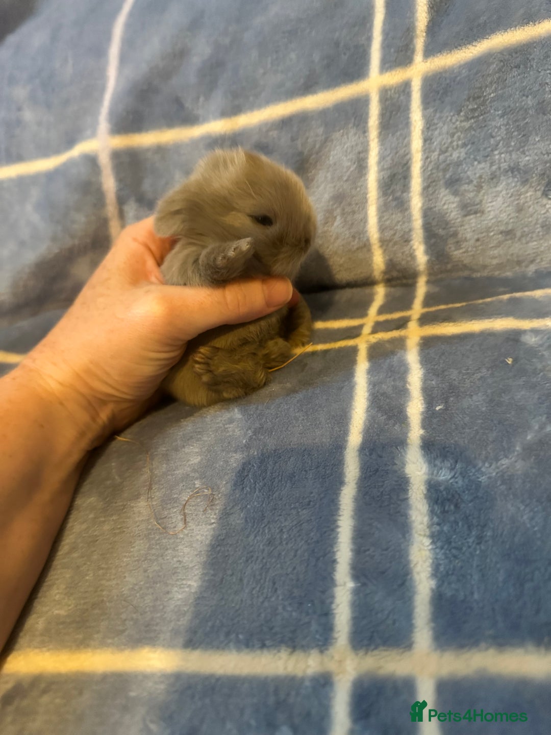 Mini Lion Lop rabbits for sale: Gorgeous lion lop babies  - Image 2