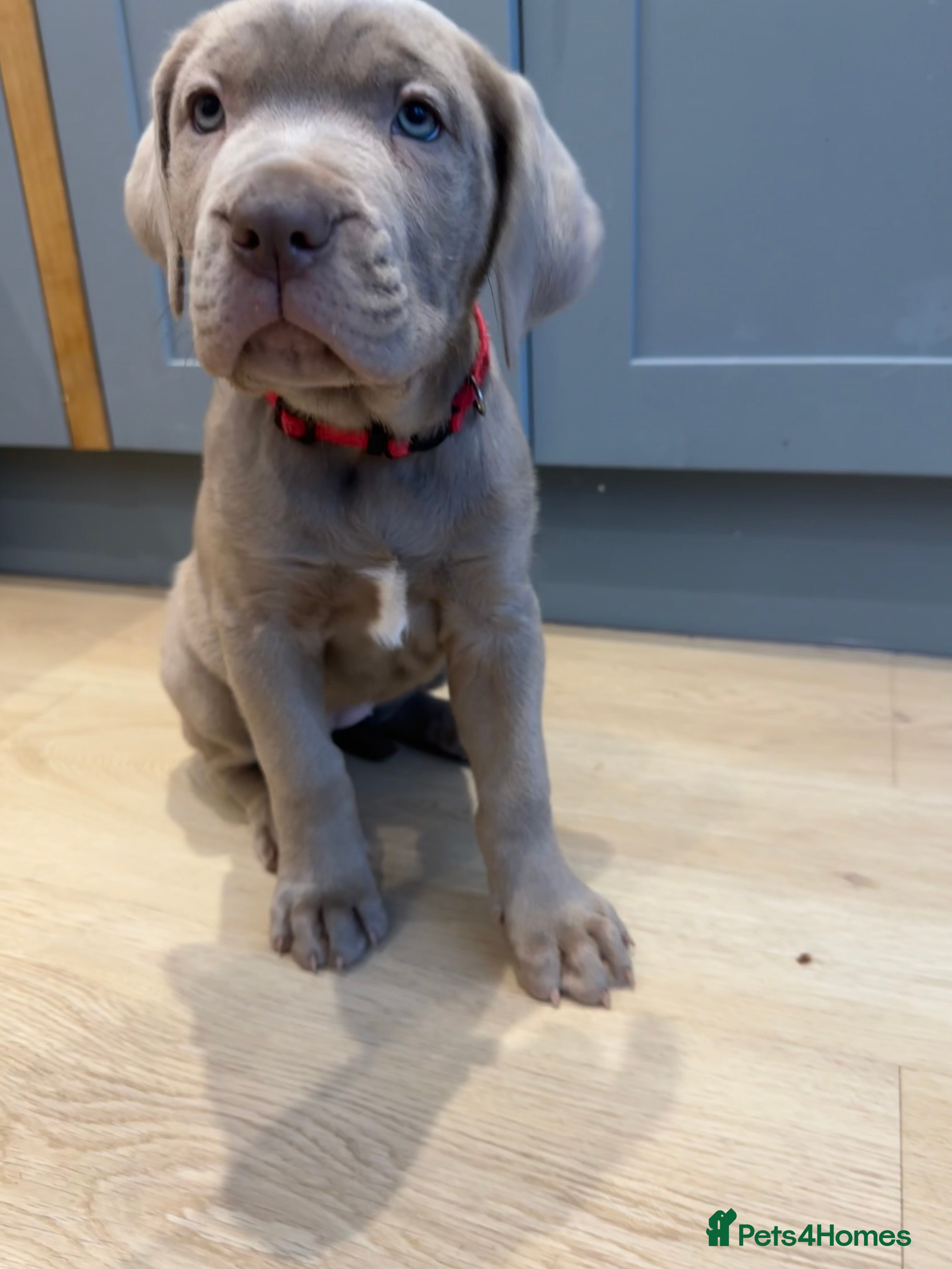 Mastiff dogs Neapolitan x Cane Corso Mix - Advert 3