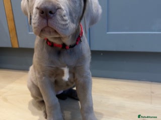 Mastiff dogs Neapolitan x Cane Corso Mix - Advert 3