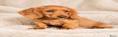 Dachshund 2