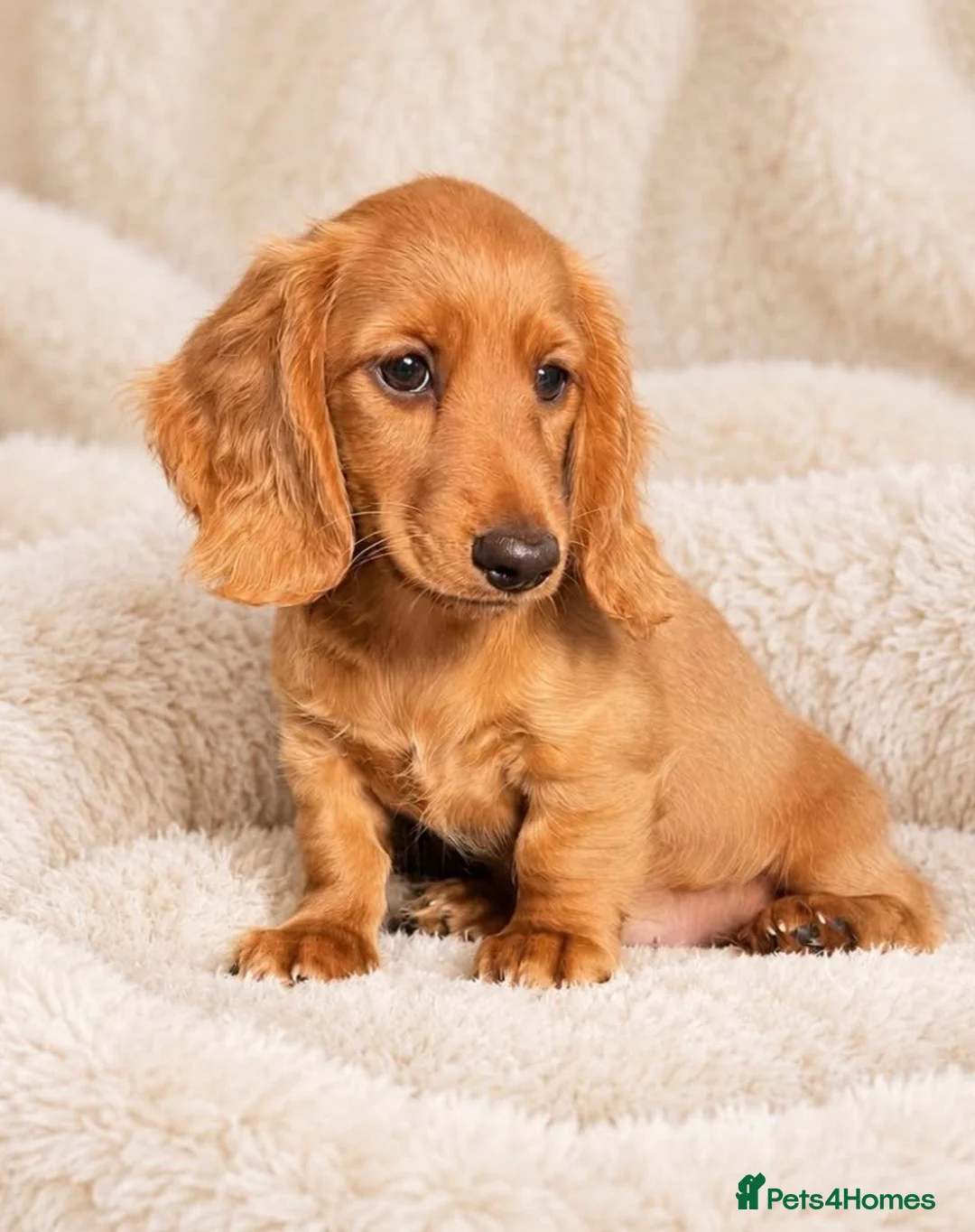 Dachshund dogs for sale: Gorgeous long haired miniature dachshund puppies  - Advert 13