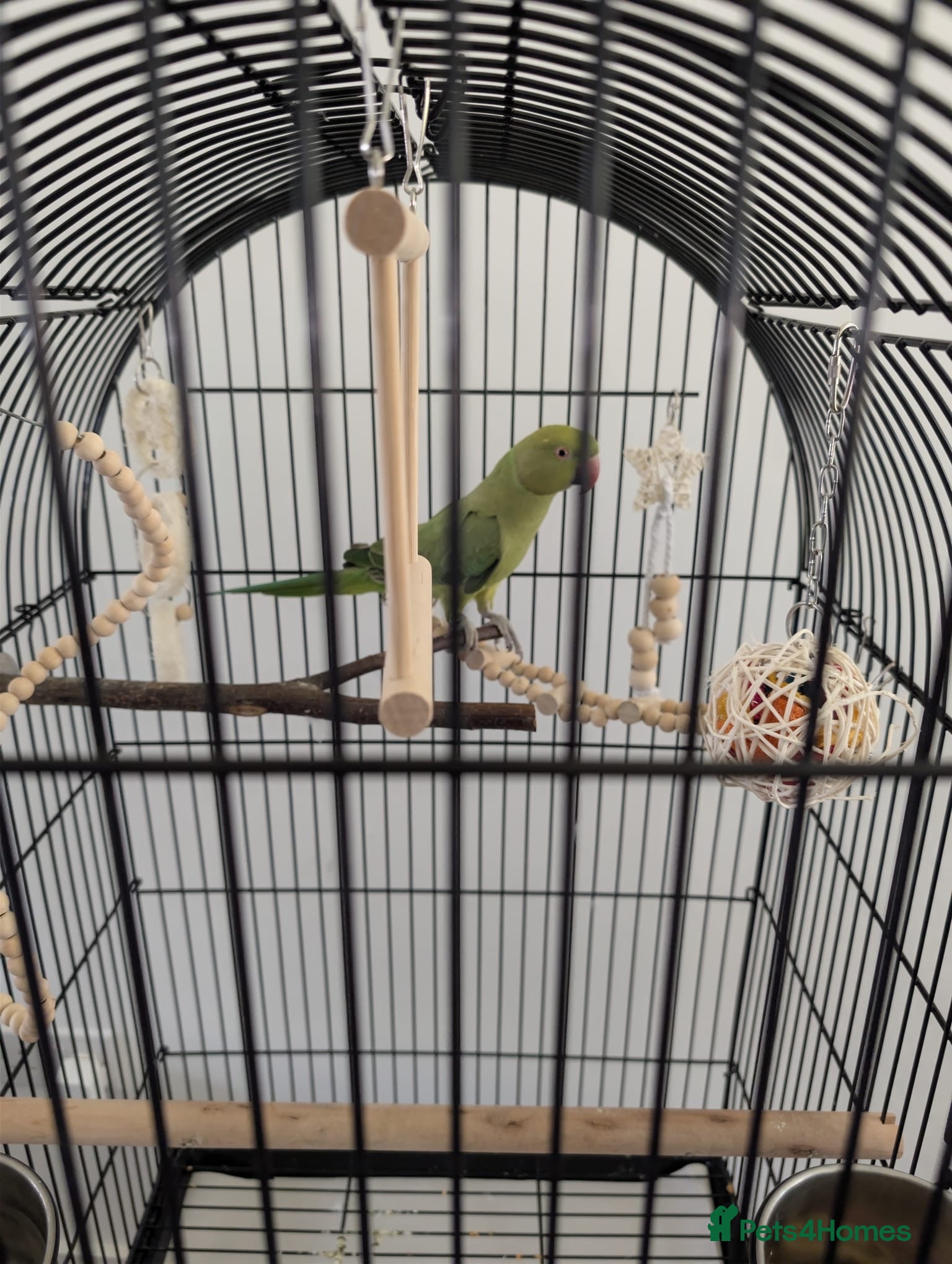 Ringnecks birds Indian ringneck parrot with full setup  - Advert 4