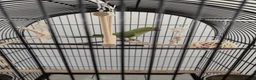 Ringnecks birds for sale: Indian ringneck parrot with full setup  - Advert 1