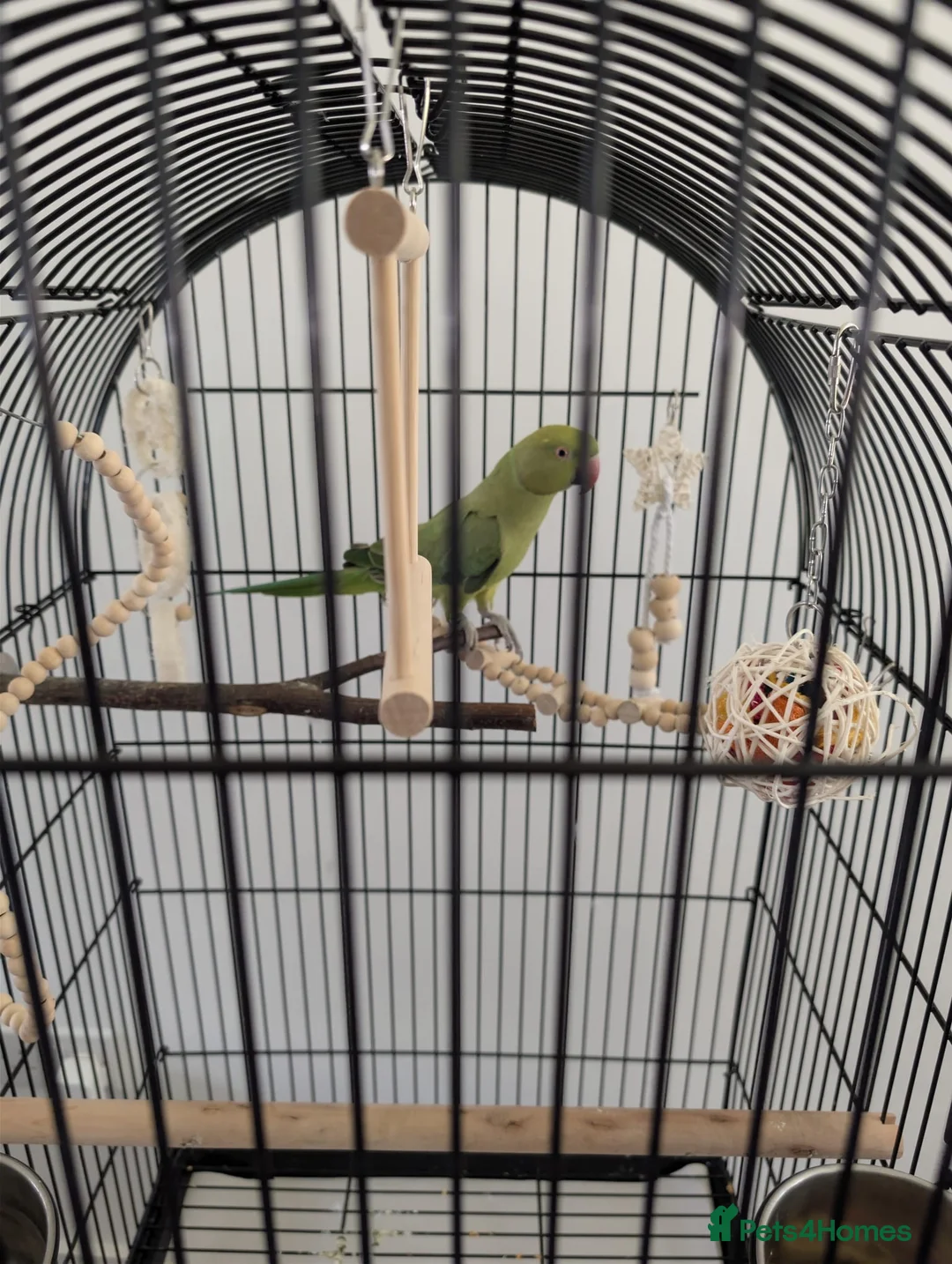Ringnecks birds for sale: Indian ringneck parrot with full setup  - Advert 1