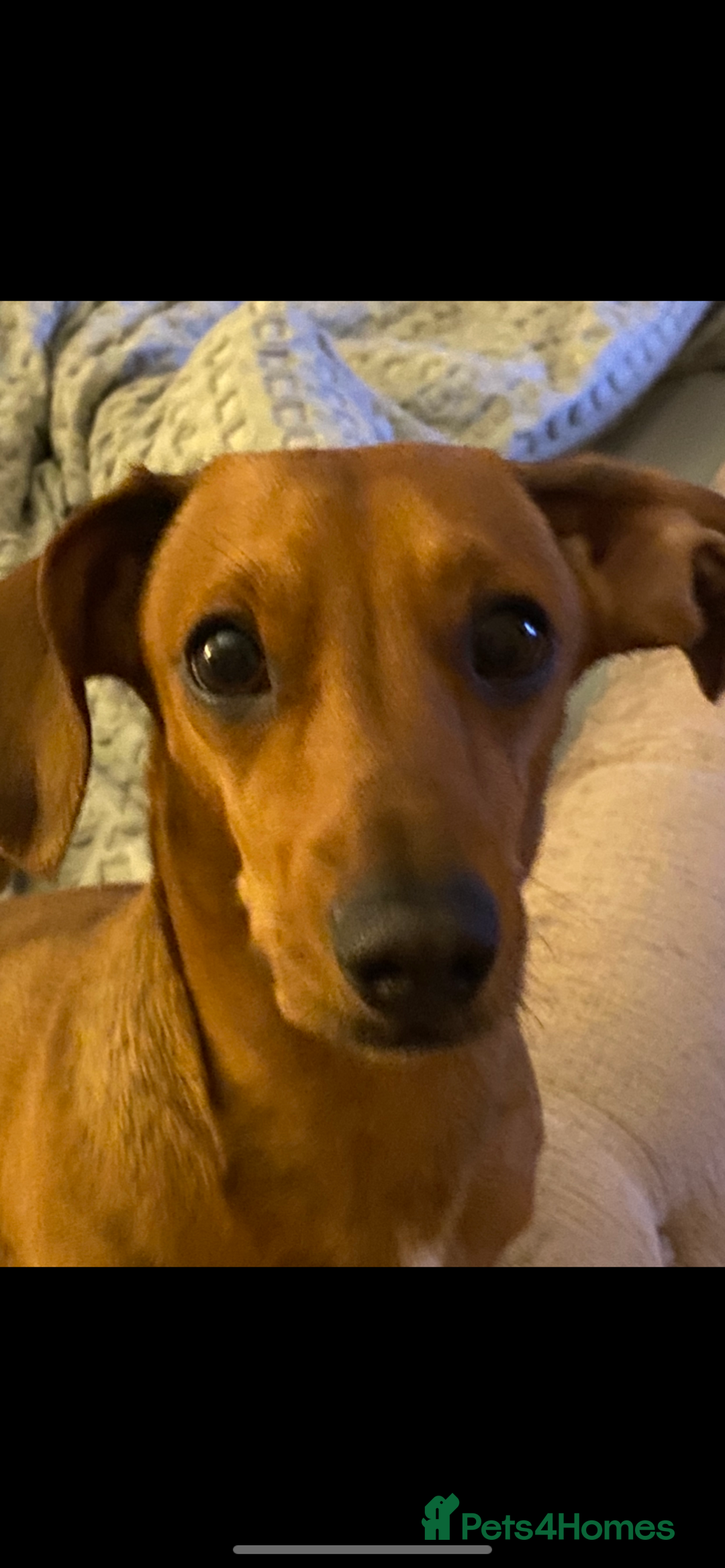 Dachshund dogs for sale: Dachshund puppies  - Image 2