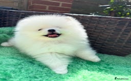 Pomeranian dogs for sale: ONLY 1 TEDDY BEAR BOY LEFT! 🧸💙 - Image 3