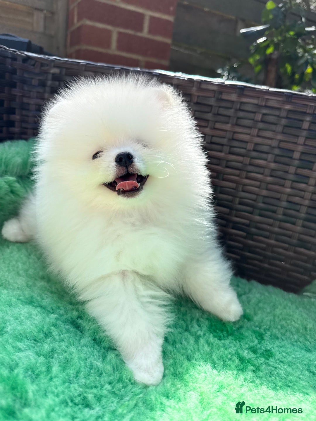 Pomeranian dogs for sale: ONLY 1 TEDDY BEAR BOY LEFT! 🧸💙 - Image 3