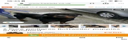 Rottweiler dogs for sale: 11 week old rottweiler bitch for sale £900 in Wakefield - Advert 2