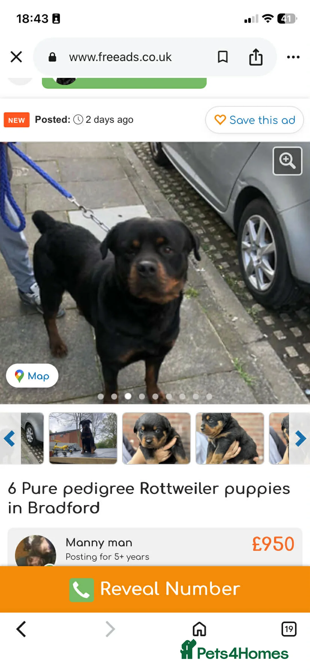 Rottweiler dogs for sale: 11 week old rottweiler bitch for sale £900 in Wakefield - Advert 2