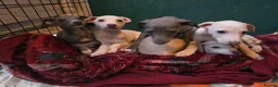 Mixed Breed dogs for sale: ALL SOLD-Italian Greyhound x Whippet - Advert 13