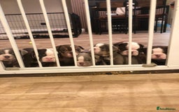 English Bulldog dogs for sale: Stunning English bulldogs - Image 2