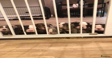 English Bulldog dogs - Advert 7