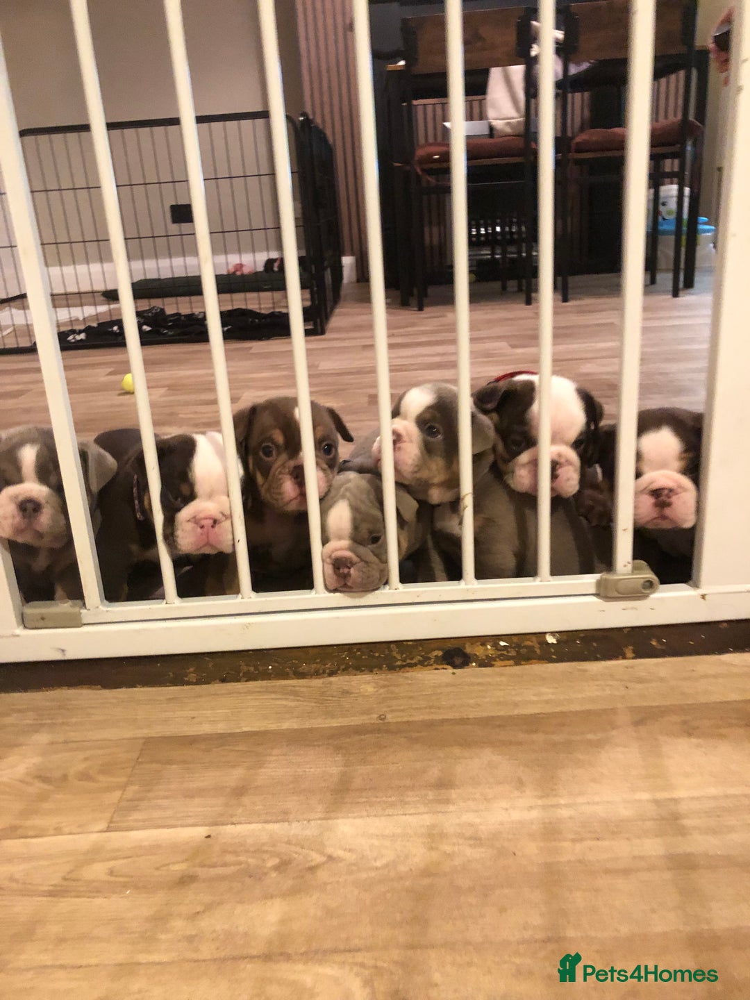English Bulldog dogs for sale: Stunning English bulldogs - Image 2