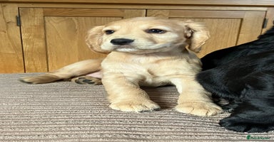 Cocker Spaniel dogs - Advert 14