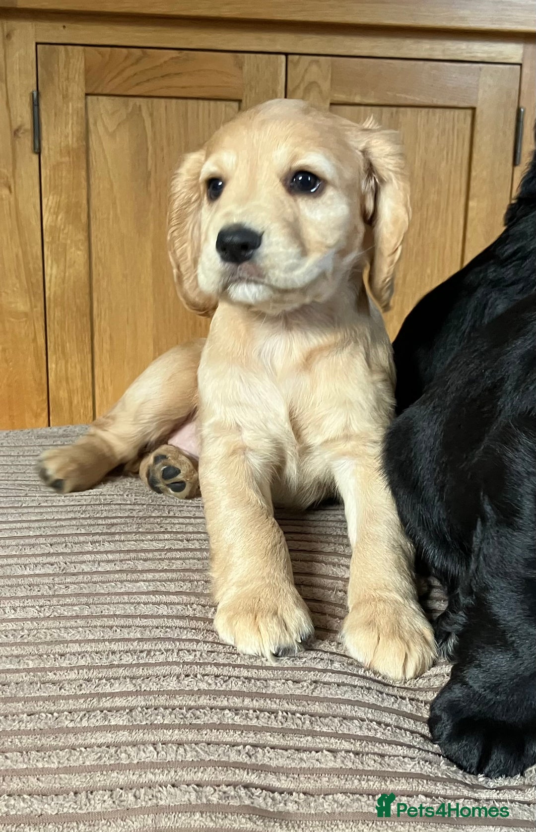 Cocker Spaniel dogs for sale: Working cocker spaniel pups  - Image 3