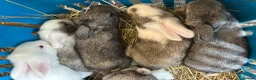 Continental Giant rabbits for sale: Worlds Biggest Bunnies  - Advert 5