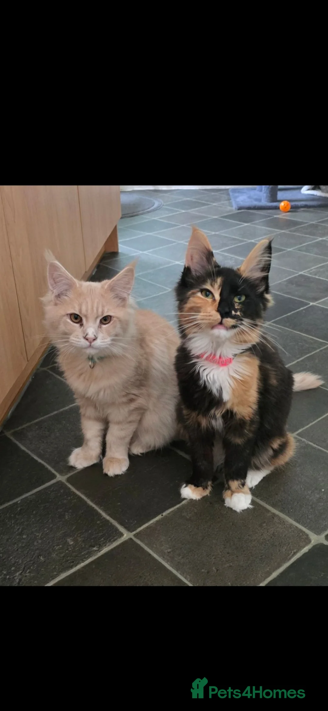 Maine Coon cats for sale: Male  - Advert 8