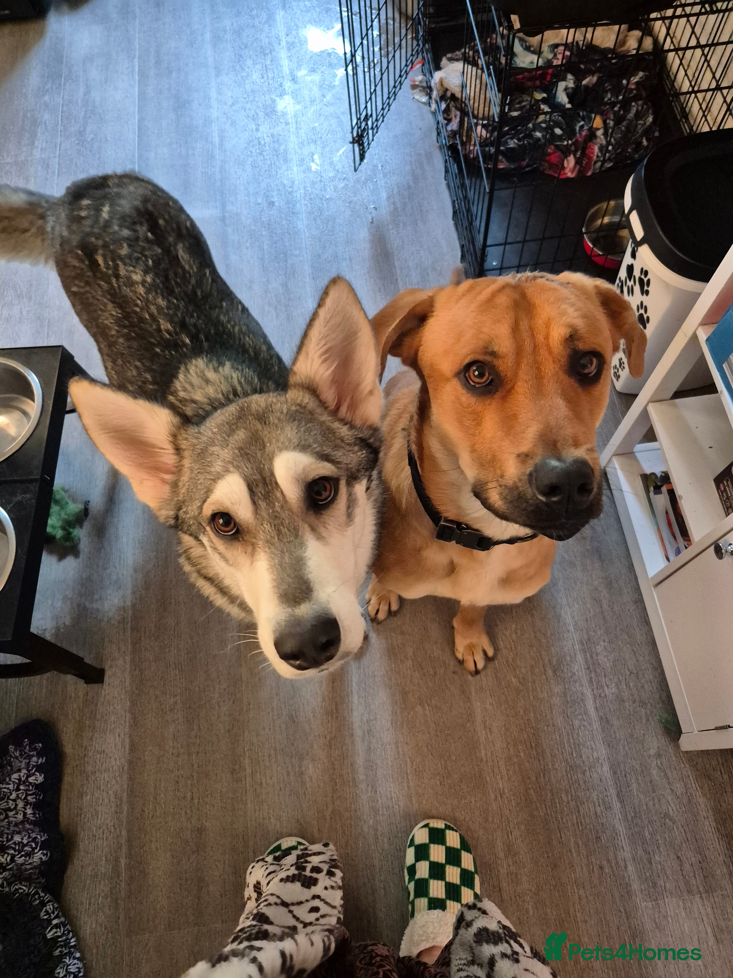 Mixed Breed dogs  Northern inuit/ Bullweiler  - Advert 1