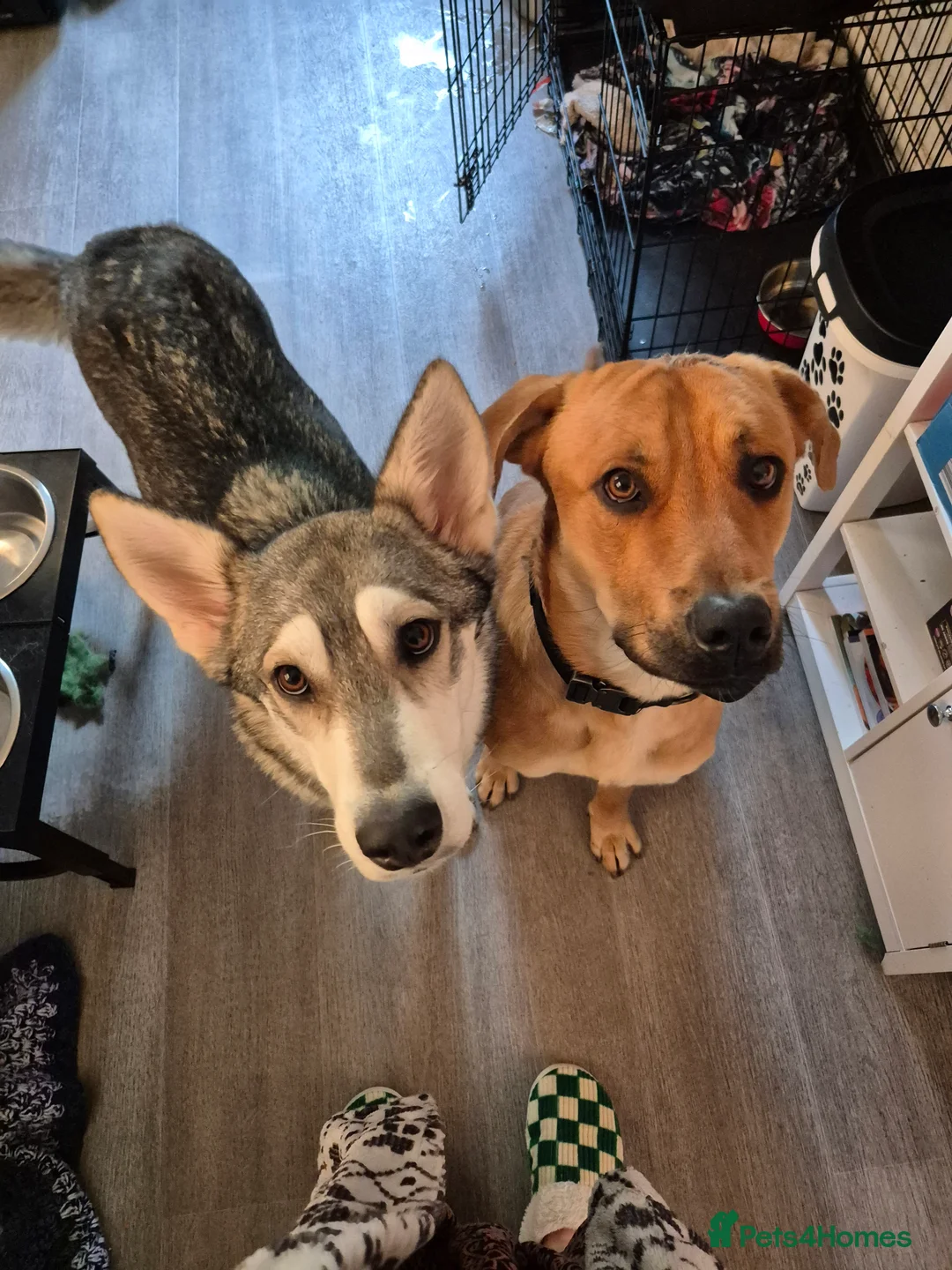 Mixed Breed dogs for sale:  Northern inuit/ Bullweiler  - Advert 1