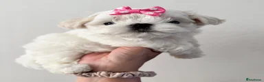 Maltese 2