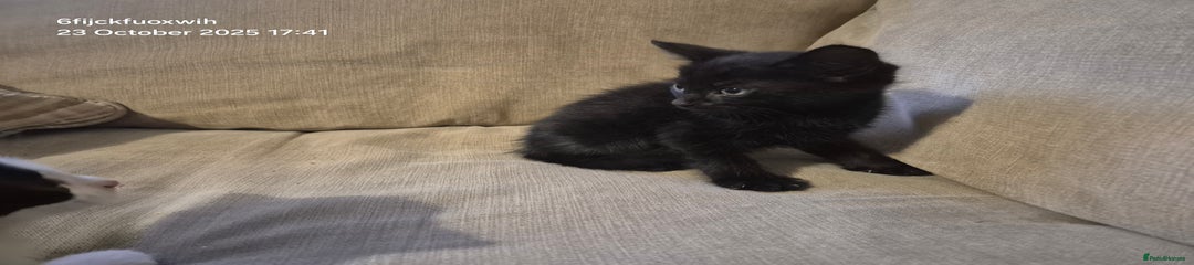 Mixed Breed Kitten 6