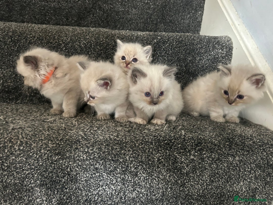 Ragdoll cats for sale: One blue mitted ragdoll boy - Image 3