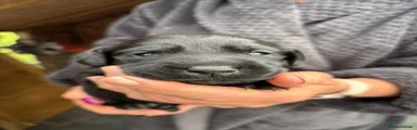 Blue Bitch