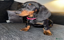 Dachshund dogs for sale: Ruby  - Image 1