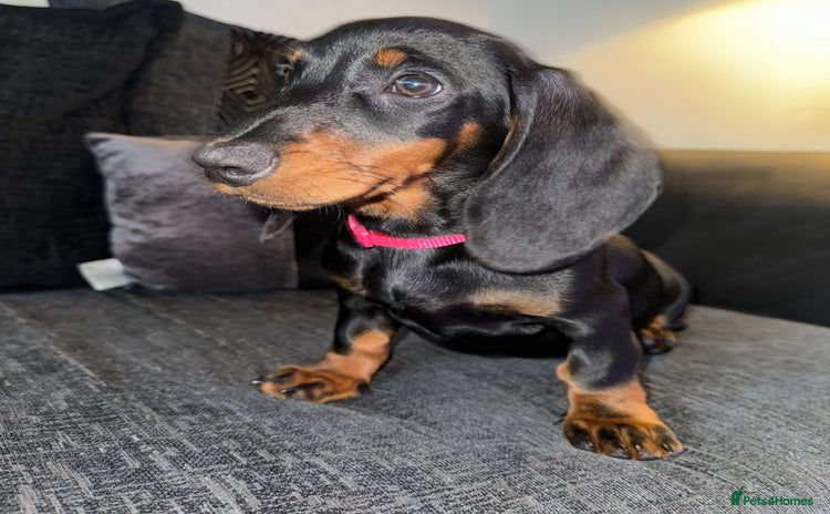 Dachshund dogs - Advert 1