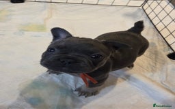 French Bulldog dogs for sale: 3x beautiful girl french bulldog puppies  - Advert 16