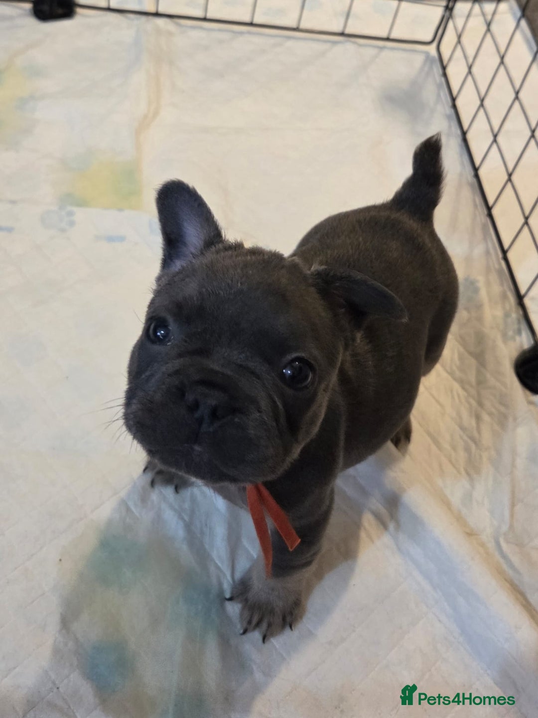 French Bulldog dogs for sale: 3x beautiful girl french bulldog puppies  - Advert 16