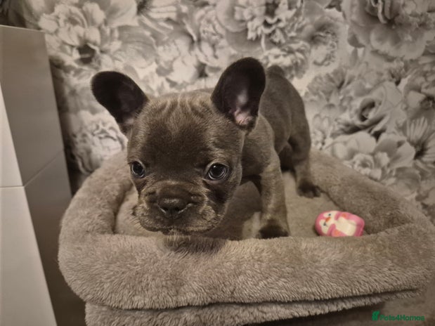 French Bulldog dogs - Advert 13