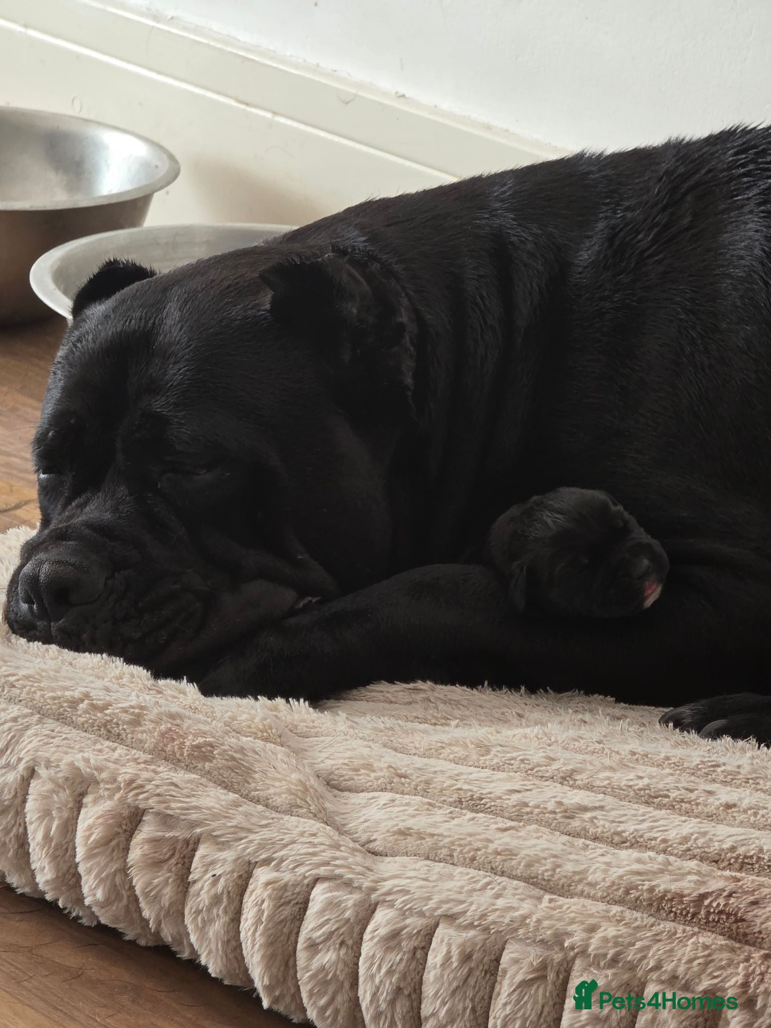 Cane Corso dogs Big chunky boy - Advert 1
