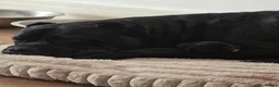 Cane Corso dogs for sale: Big chunky boy - Advert 1