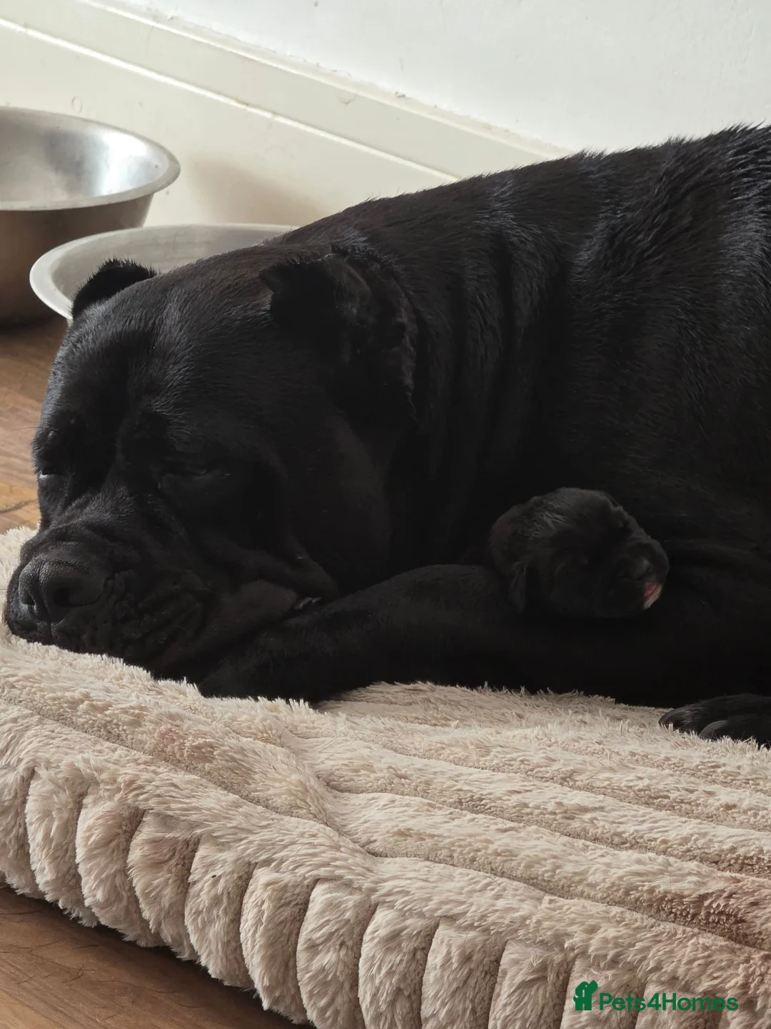 Cane Corso dogs for sale: Big chunky boy - Advert 1