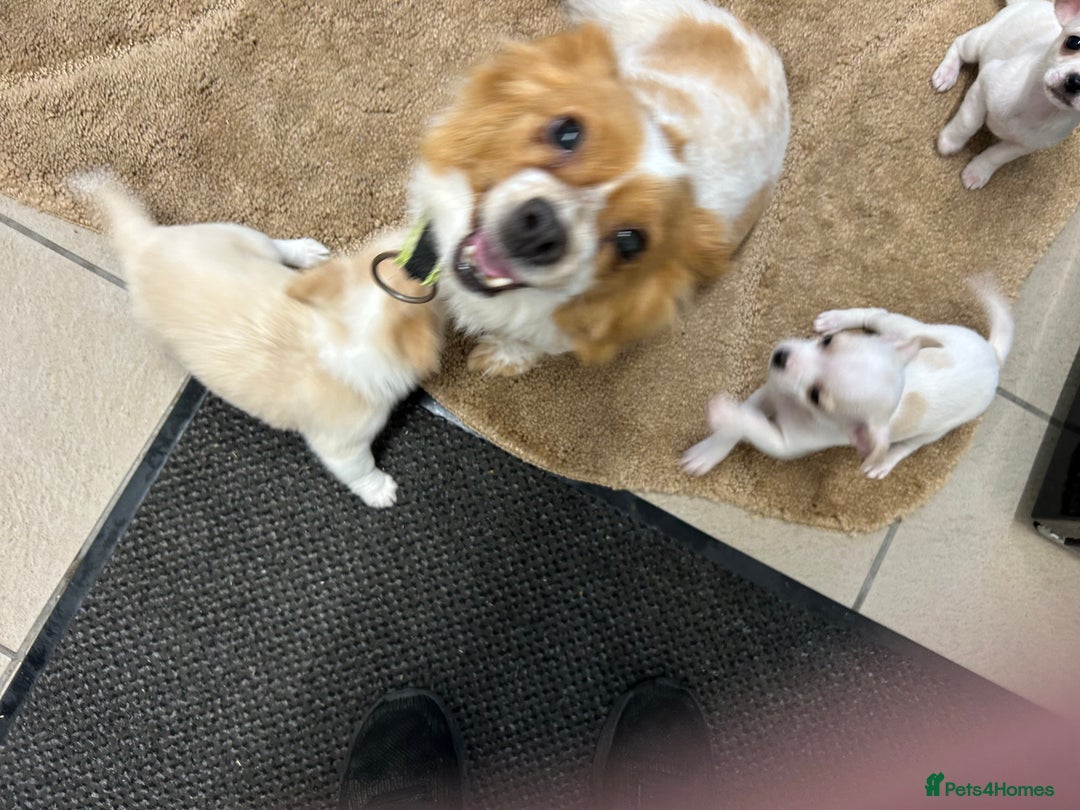 Mixed Breed dogs for sale: Jack chi  - Advert 2