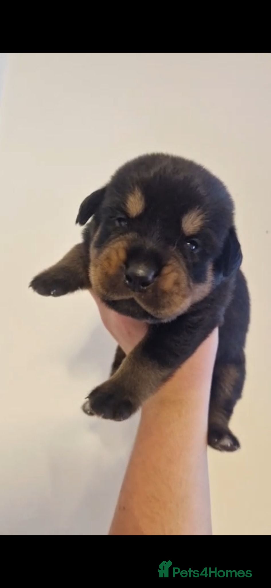 Rottweiler dogs Pure German rottweiler puppies  - Advert 1