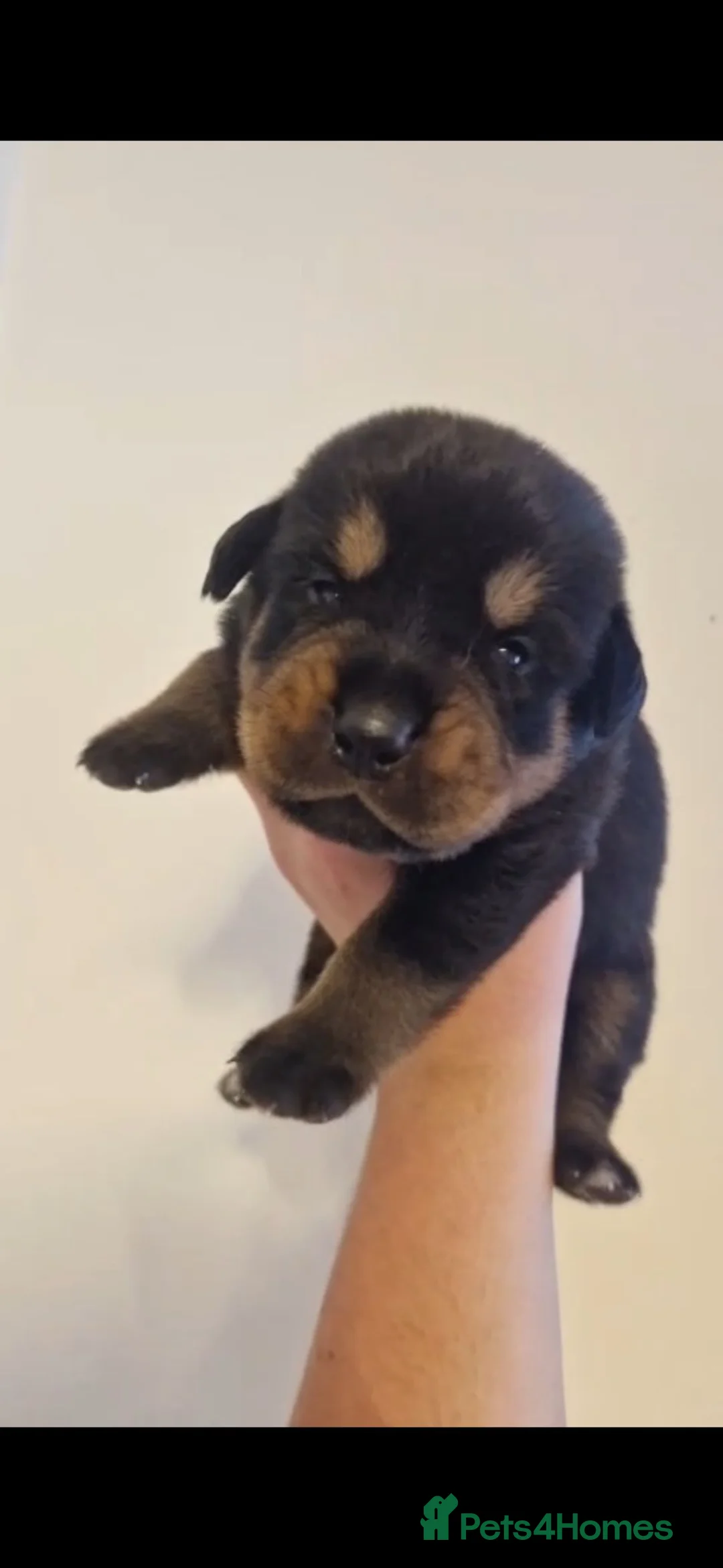 Rottweiler dogs for sale: Pure German rottweiler puppies  - Advert 1