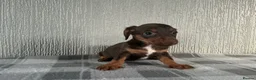 Jackshund dogs for sale: Beautiful jackshund puppies  in Cambridge - Advert 13