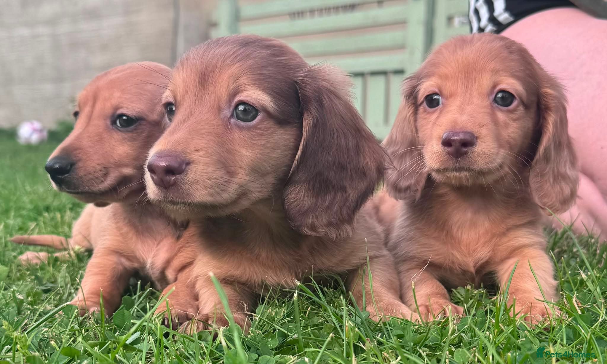 Miniature Dachshund dogs Red long hair miniature daschund puppies - Advert 1