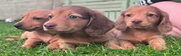 Miniature Dachshund dogs for sale: Red long hair miniature daschund puppies - Advert 7