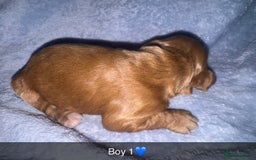 Cockapoo dogs for sale: Toy F1B cockapoo  - Image 11