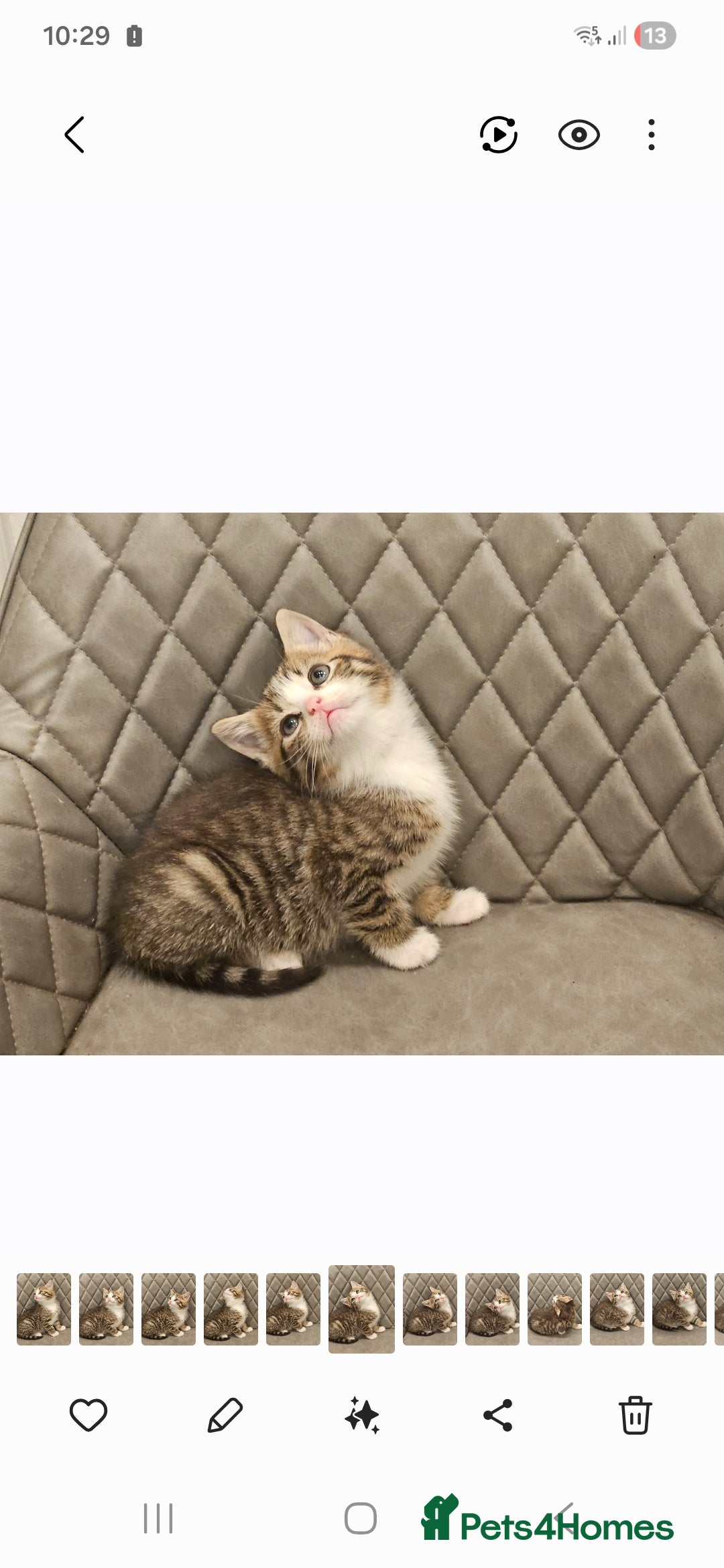 Mixed Breed cats for sale: Beautiful mixed Bengal kitten - Advert 8