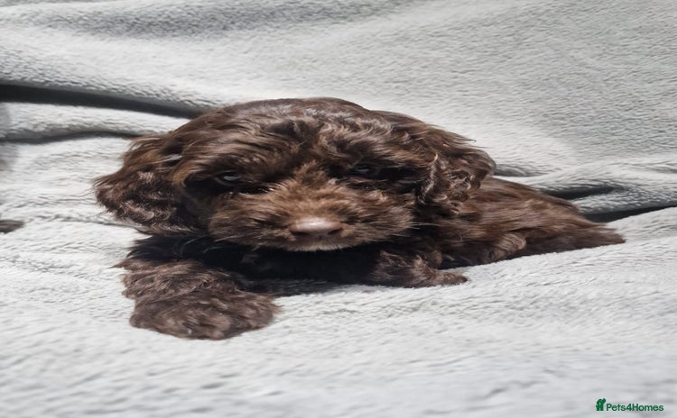 Cockapoo dogs - Advert 14