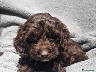 Cockapoo dogs - Advert 17