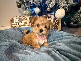 Yorkshire Terrier dogs Mini Yorkshire Terrier - Advert 1