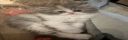 Persian cats for sale: Only 2 gorgeous female persian chinchill left now  - Advert 3