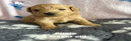 Maltipoo dogs for sale: Stunning Maltipoo puppies ❤️ - Advert 11